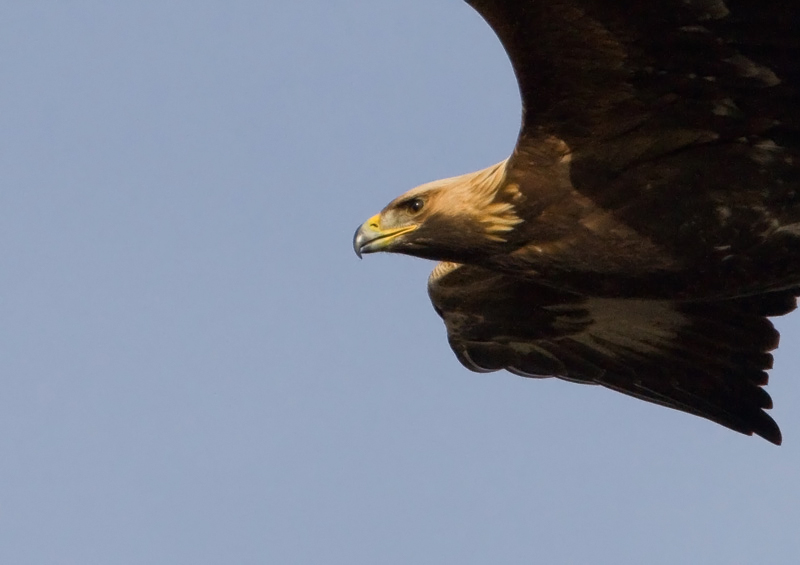 Maakotka Golden Eagle (Aquila chrysaetos)