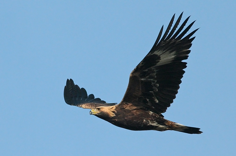 Maakotka Aquila chrysaetos