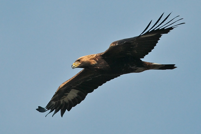 Maakotka Aquila chrysaetos