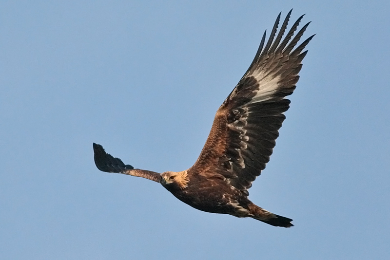 Maakotka Aquila chrysaetos