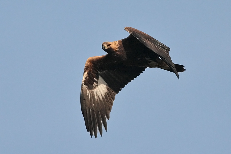 Maakotka Aquila chrysaetos
