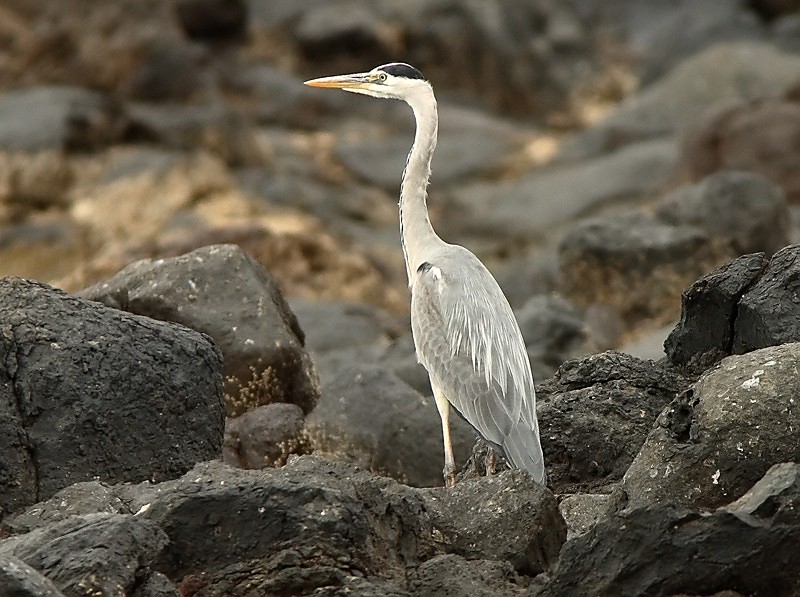 Harmaahaikara Ardea cinerea