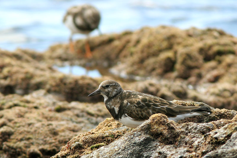Karikukko Arenaria interpres