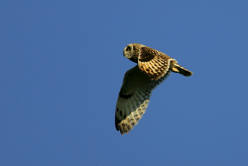 Suop�ll�, Short-eared Owl (Asio flammeus)