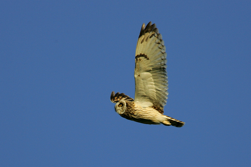 Suop�ll�, Short-eared Owl (Asio flammeus)