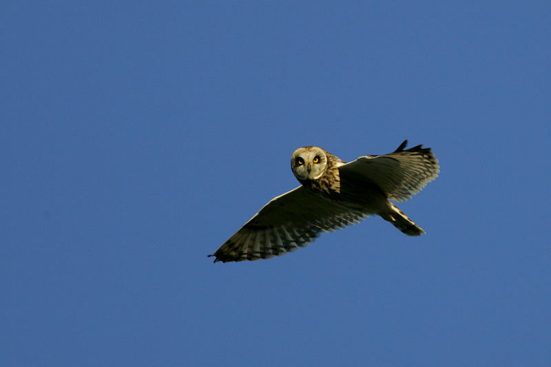 Suop�ll�, Short-eared Owl (Asio flammeus)