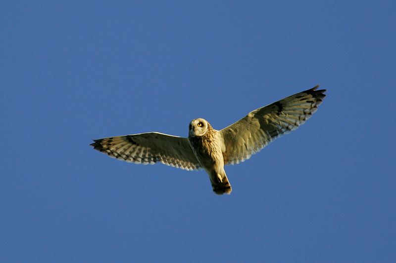 Suop�ll�, Short-eared Owl (Asio flammeus)