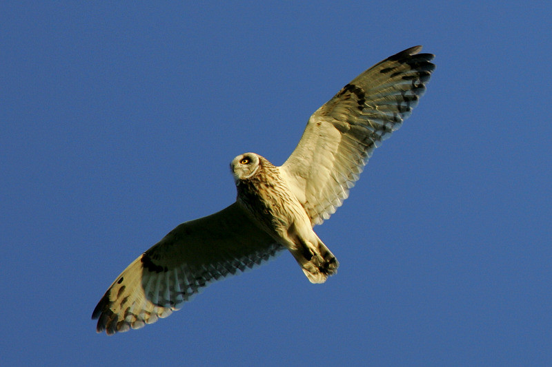 Suop�ll�, Short-eared Owl (Asio flammeus)