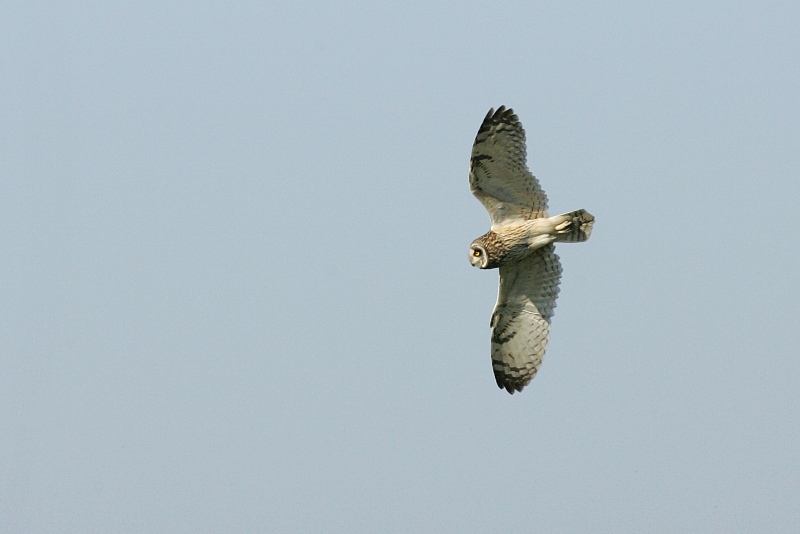 Suop�ll�, Short-eared Owl (Asio flammeus)