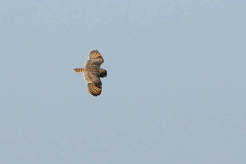 Suop�ll�, Short-eared Owl (Asio flammeus)