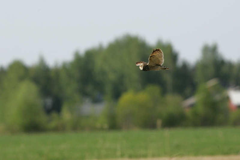 Suop�ll�, Short-eared Owl (Asio flammeus)