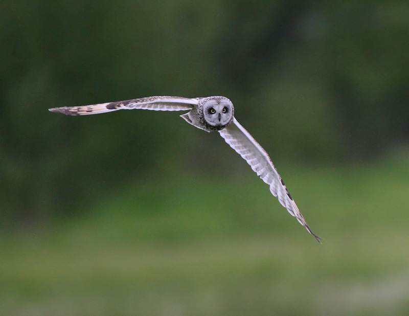 Suop�ll�, Short-eared Owl (Asio flammeus)