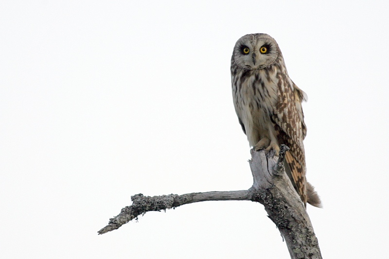 Suop�ll� Short-eared Owl, Asio Flammeus