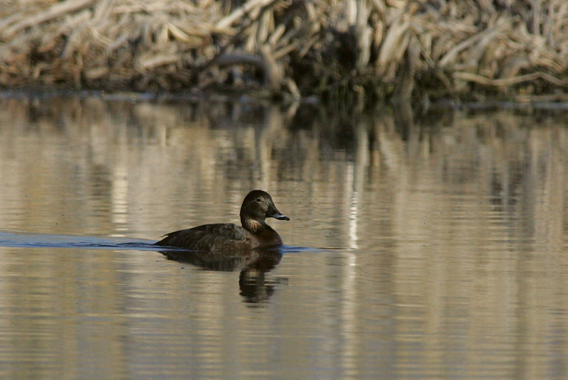 Punasotka, Pochard (Aythya ferina)