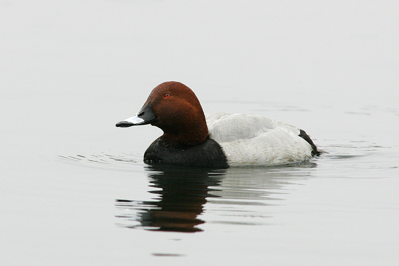 Punasotka, Pochard (Aythya ferina)