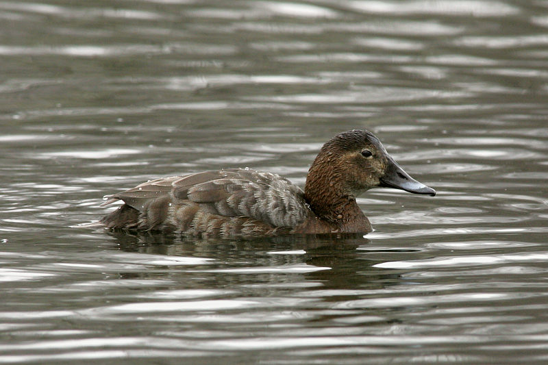 Punasotka, Pochard (Aythya ferina)