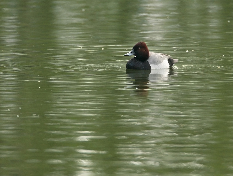Punasotka, Pochard (Aythya ferina)