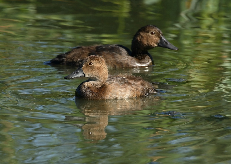Punasotka, Pochard (Aythya ferina)