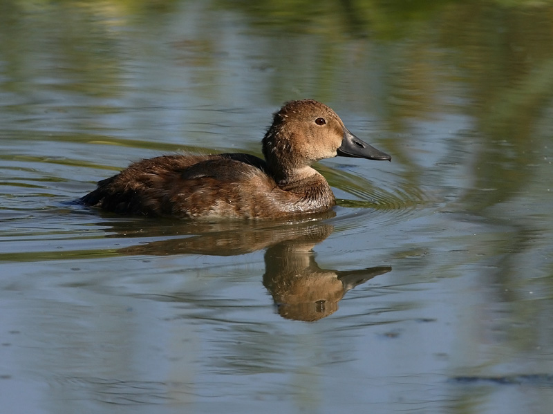 Punasotka, Pochard (Aythya ferina)