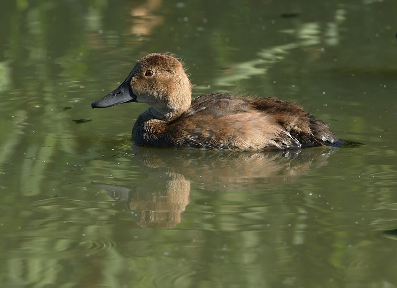 Punasotka, Pochard (Aythya ferina)