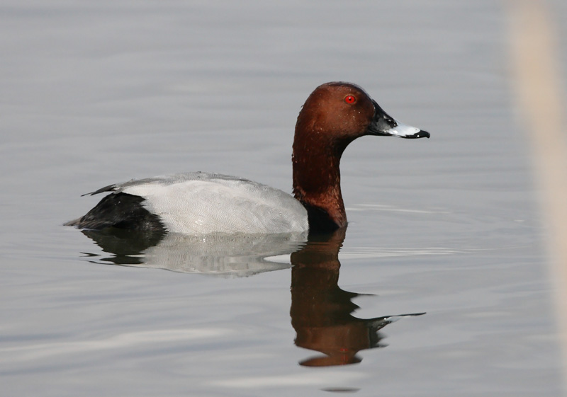 Punasotka, Pochard (Aythya ferina)