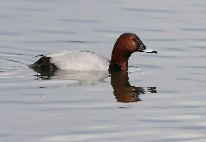 Punasotka, Pochard (Aythya ferina)