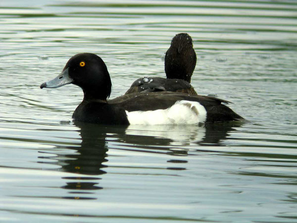 Tukkasotka