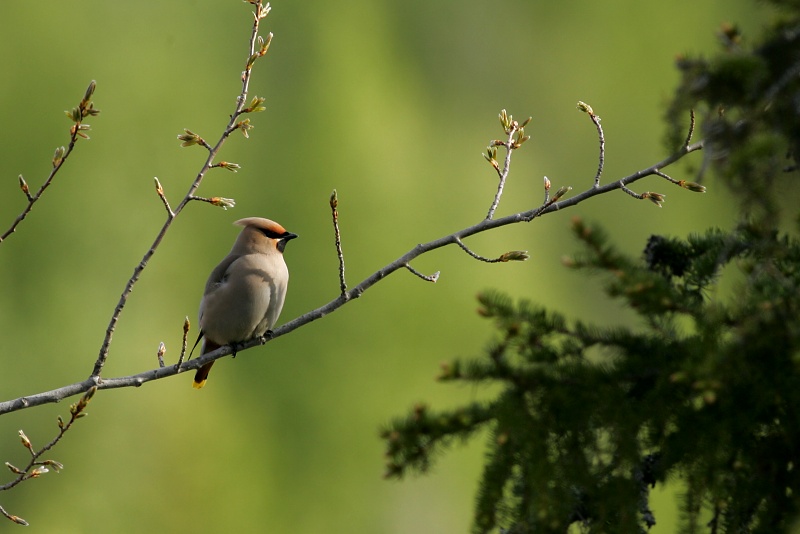 Tilhi Waxwing,Bombycilla garrulus