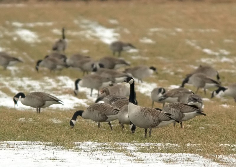 Kanadanhanhi Branta canadensis