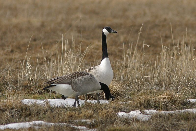 Kanadanhanhi Branta canadensis