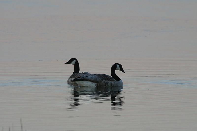 Kanadanhanhi Branta canadensis