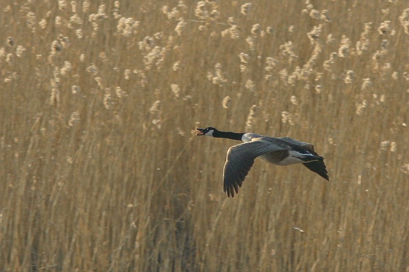 Kanadanhanhi Branta canadensis