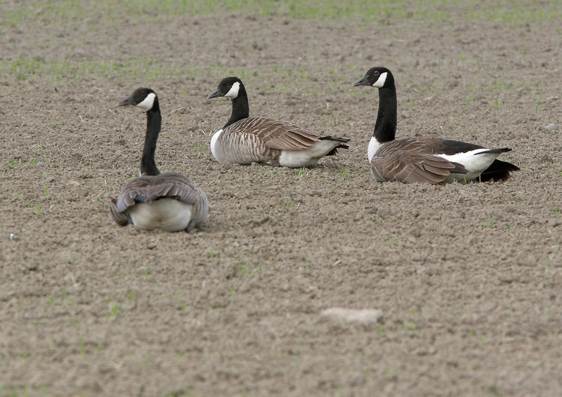 Kanadanhanhi Branta canadensis