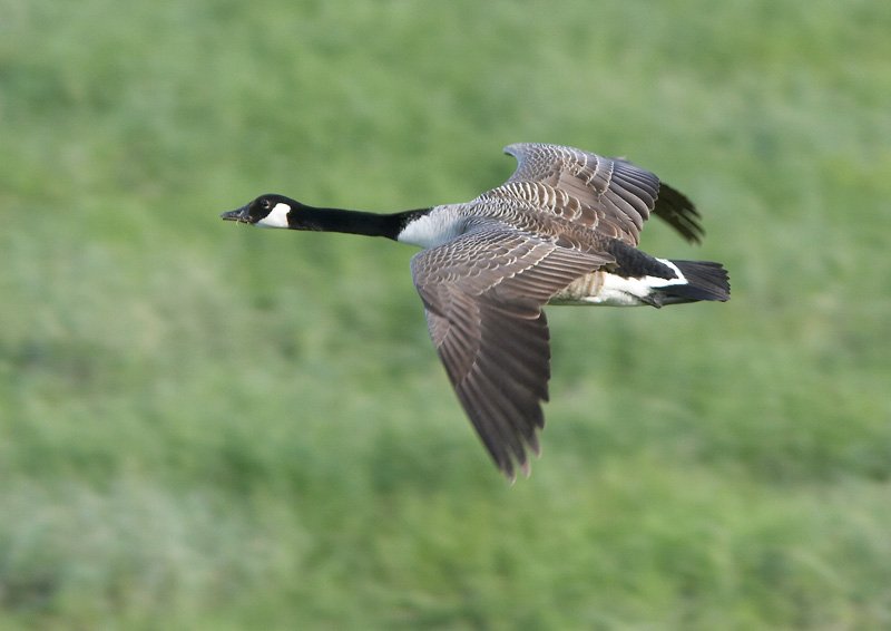 Kanadanhanhi Branta canadensis