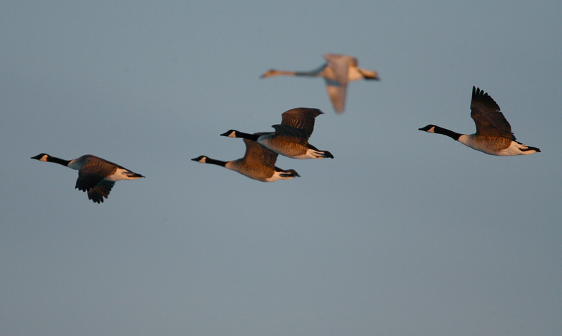 Kanadanhanhi Branta canadensis