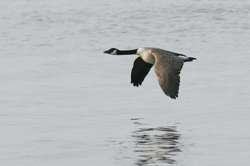 Kanadanhanhi Branta canadensis