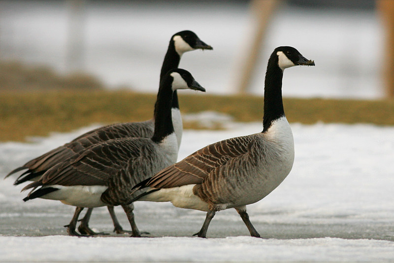 Kanadanhanhi Branta canadensis