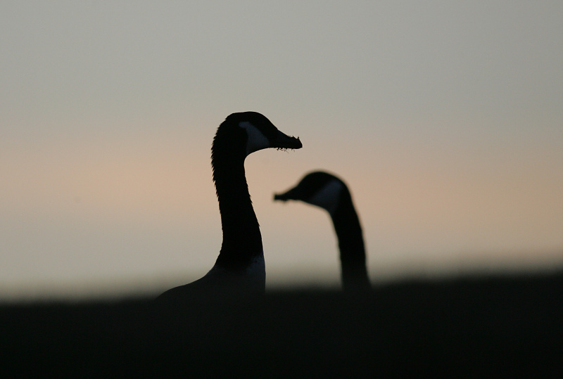 Kanadanhanhi Branta canadensis