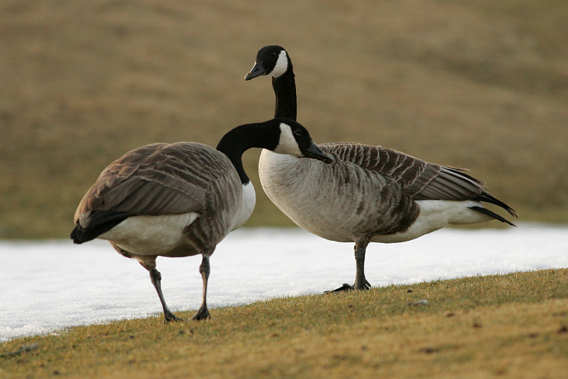 Kanadanhanhi Branta canadensis