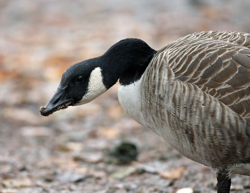 Kanadanhanhi Canada Goose (Branta canadensis)