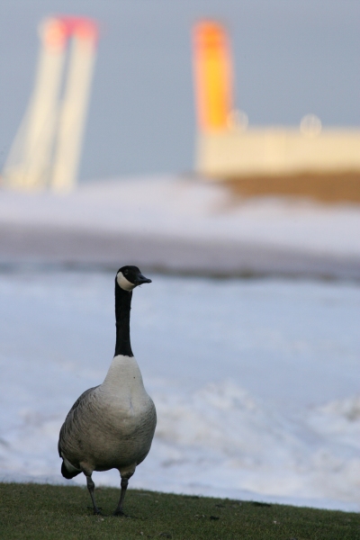 Kanadanhanhi Branta canadensis