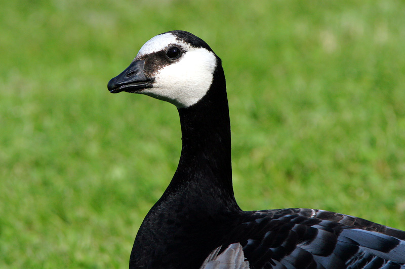 Valkoposkihanhi, Barnacle Goose (Branta leucopsis)