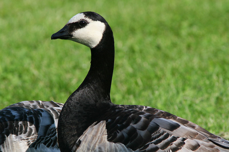 Valkoposkihanhi, Barnacle Goose (Branta leucopsis)