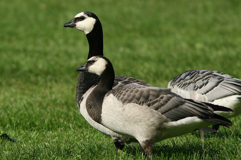 Valkoposkihanhi, Barnacle Goose (Branta leucopsis)