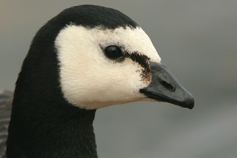 Valkoposkihanhi, Barnacle Goose (Branta leucopsis)