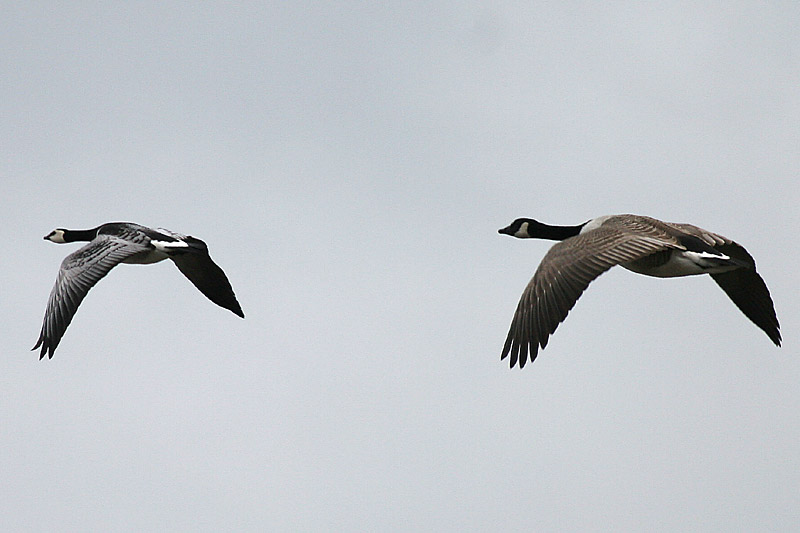 Valkoposkihanhi, Barnacle Goose (Branta leucopsis)