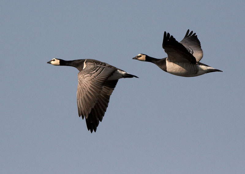 Valkoposkihanhi, Barnacle Goose (Branta leucopsis)