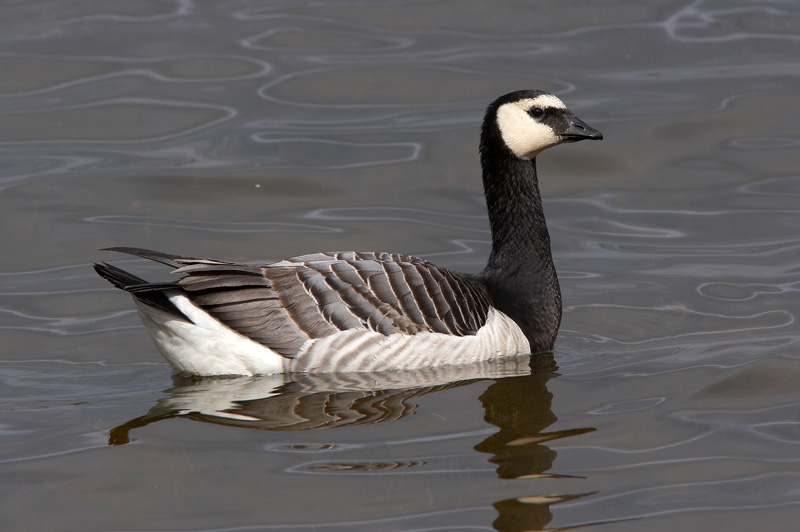 Valkoposkihanhi, Barnacle Goose (Branta leucopsis)