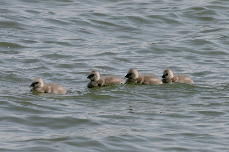 Valkoposkihanhi, Barnacle Goose (Branta leucopsis)