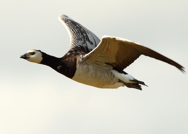 Valkoposkihanhi, Barnacle Goose (Branta leucopsis)